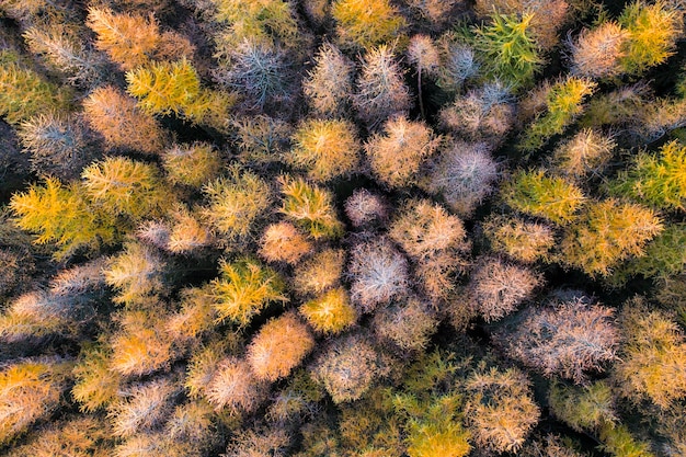 Veduta aerea di una foresta di pini nella fotografia autunnale dei droni