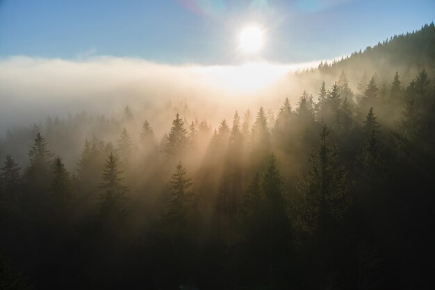 Veduta aerea di una mattina nebbiosa luminosa su alberi di foresta di montagna scura all'alba autunnale Splendido scenario di boschi selvaggi all'alba