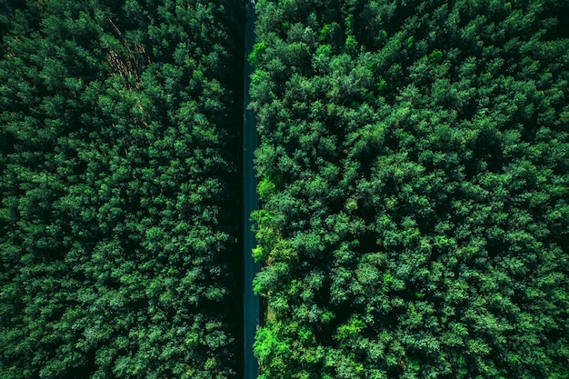 Veduta aerea su strada forestale in primavera