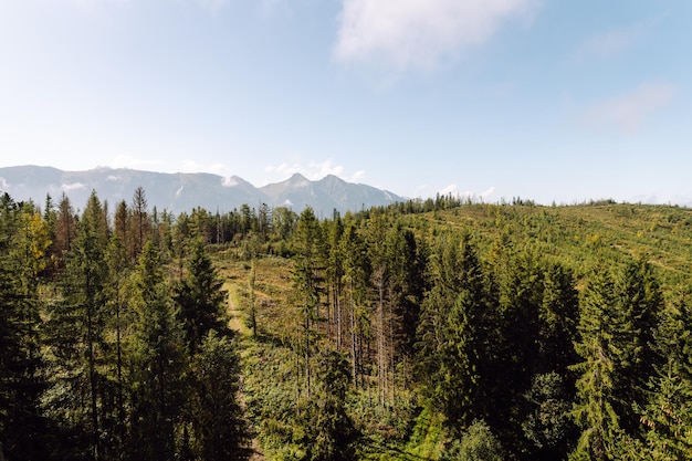 Veduta dall'alto dell'ecosistema forestale Bello concetto di sfondo tessuto di legno verde Natura