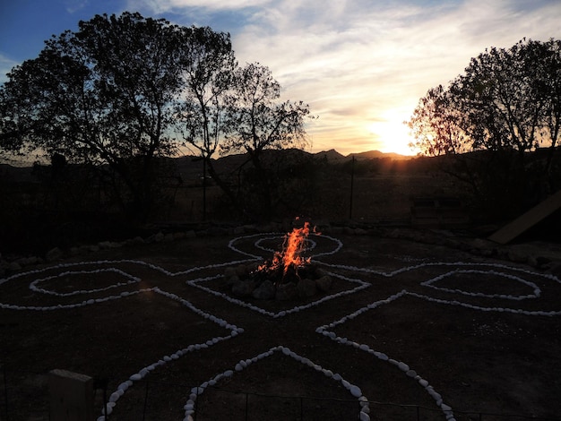 Veduta degli alberi al tramonto