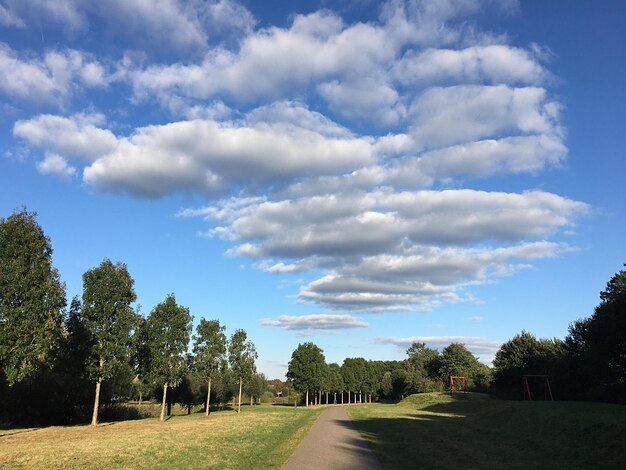 Veduta degli alberi contro il cielo