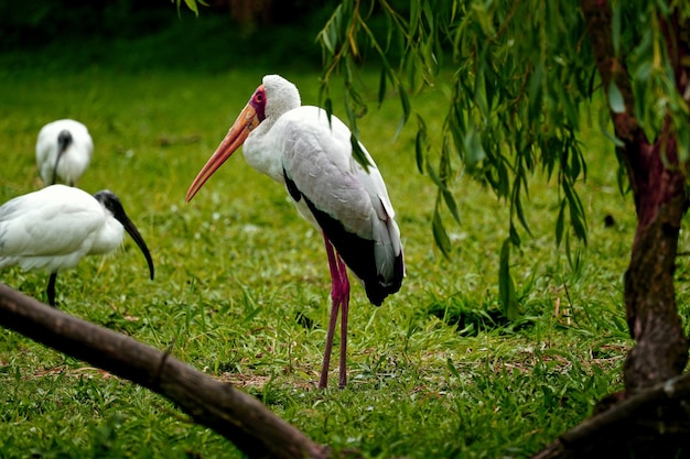 Veduta degli uccelli sul campo