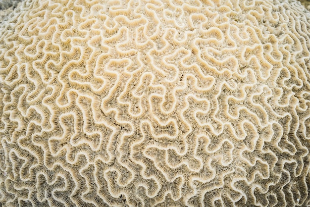 Veduta dei coralli in mare