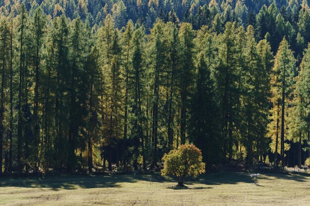 Veduta dei pini nella foresta