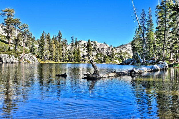 Veduta del legno nel lago