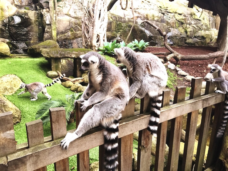 Foto veduta del lemure nello zoo