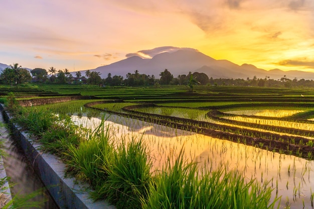 Veduta dell'Indonesia al mattino bella vista delle risaie all'alba