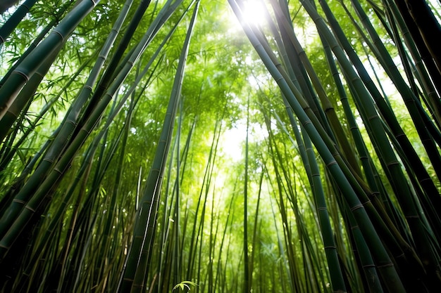 Veduta della foresta tropicale di bambù verde botanico alla luce del giorno Boschetto di bambù orientale in Cina giapponese