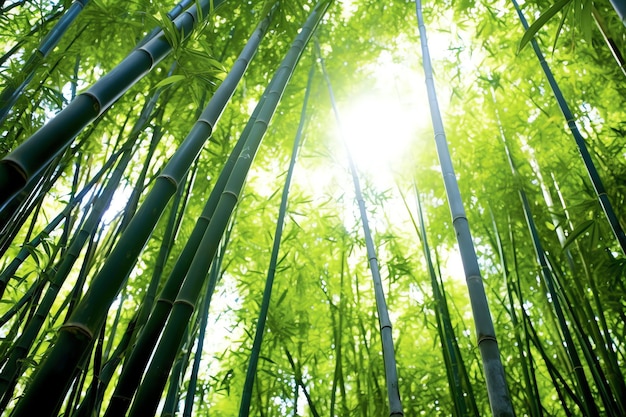 Veduta della foresta tropicale di bambù verde botanico alla luce del giorno Boschetto di bambù orientale in Cina giapponese