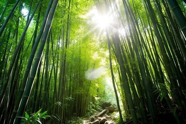 Veduta della foresta tropicale di bambù verde botanico alla luce del giorno Boschetto di bambù orientale in Cina giapponese
