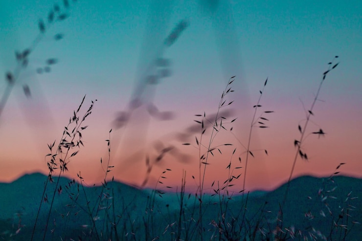 Foto veduta delle piante contro il cielo durante il tramonto