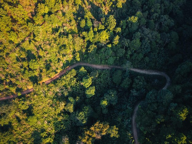 Veduta di alberi a fiori gialli nella foresta