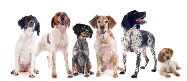 Veduta di due cani su sfondo bianco