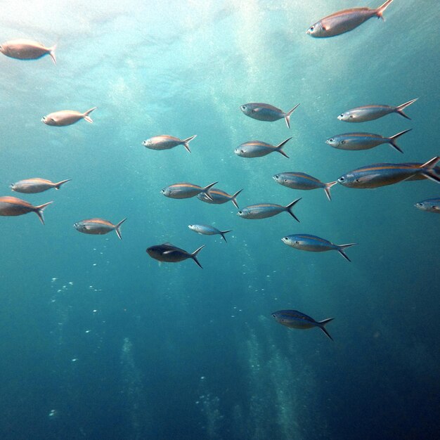 Veduta di pesci che nuotano in mare