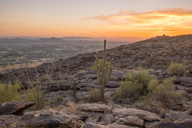 Veduta di Phoenix con il cactus Saguaro