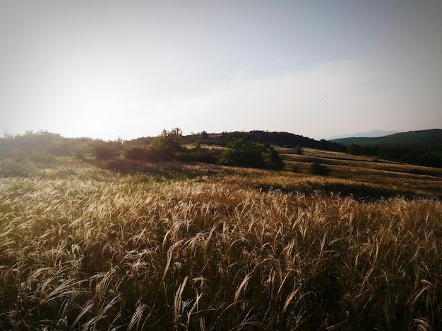 Veduta di piante che crescono sul campo contro il cielo