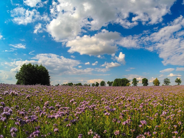 Veduta di piante da fiore che crescono sul campo contro il cielo