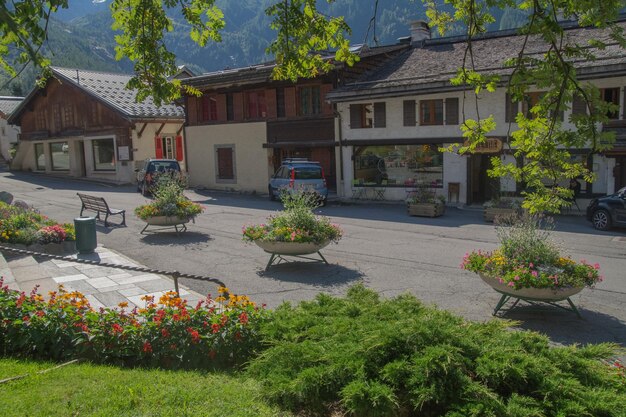 Veduta di piante e alberi