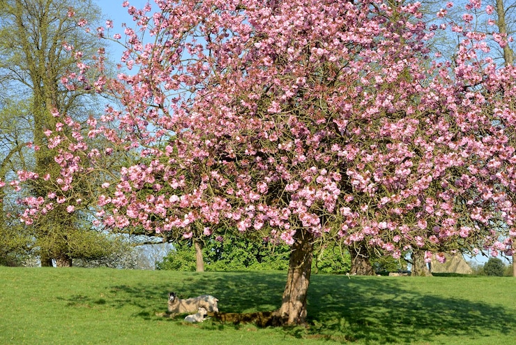 Foto veduta di un albero di ciliegio in fiore nel campo