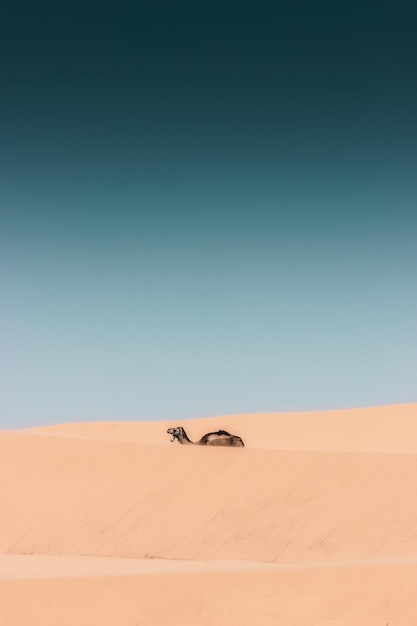 Veduta di un cammello che cammina su terra sulla spiaggia