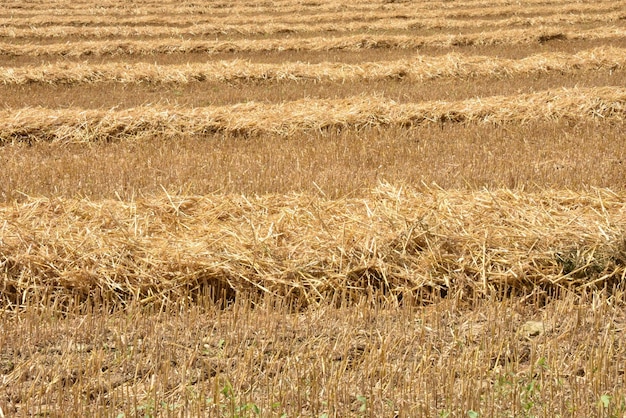 Veduta di un campo di grano