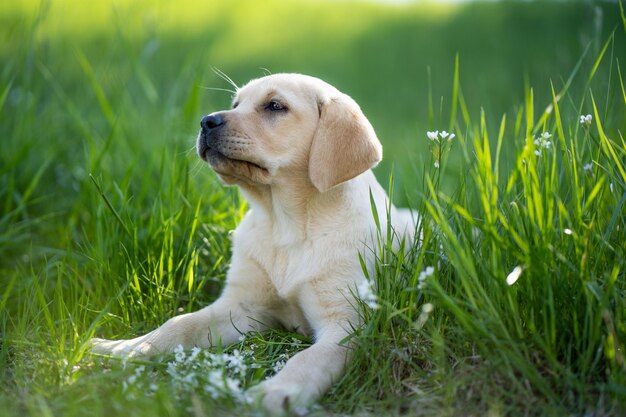 Veduta di un cane seduto sull'erba