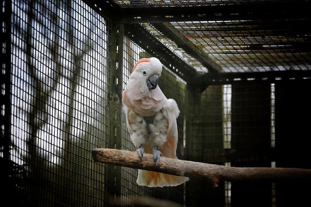 Veduta di un pappagallo appoggiato su un ramo in gabbia