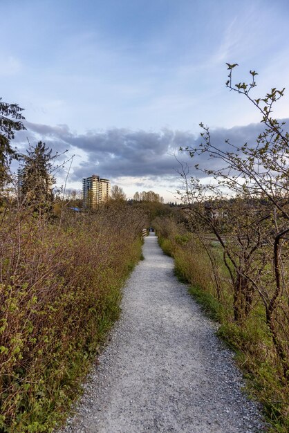 Veduta di un sentiero nel bosco con alberi verdi freschi in Shoreline Trail