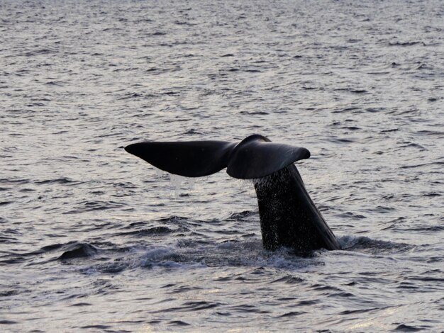 Veduta di un uccello in mare