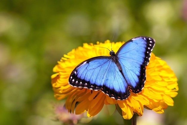 Veduta di una farfalla su un fiore
