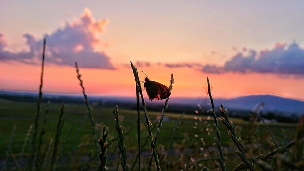 Veduta di una farfalla sul campo contro il cielo durante il tramonto