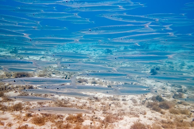 Veduta sottomarina di piccoli pesci trasparenti che galleggiano nell'acqua turchese limpida vicino al fondo sabbioso in una giornata di sole