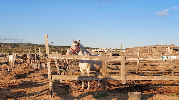 Vega Baja del Segura Cuadra de caballos