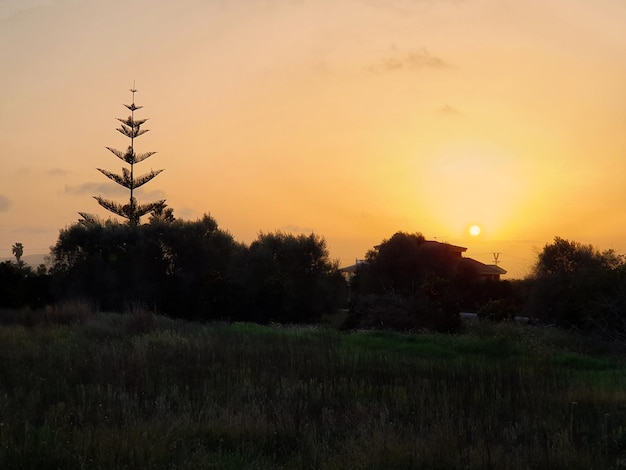 Vega Baja del Segura Daya Vieja Atardecer en la Huerta