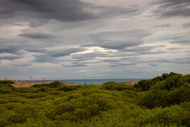 Vega Baja del Segura - Guardamar - Dunas y pinada en Guardamar del Segura