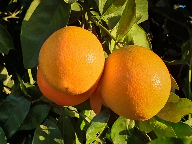 Vega Baja del Segura - Naranjos con sus frutos en la huerta valenciana