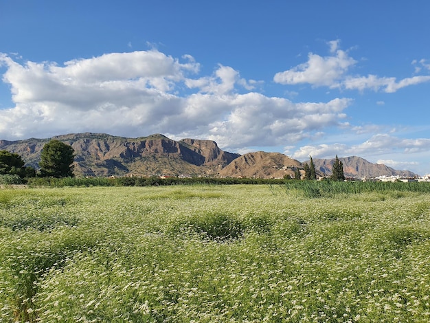 Vega Baja del Segura - Orihuela - Paisajes en el entorno de la ciudad. Huerta, rio, palmeras,...