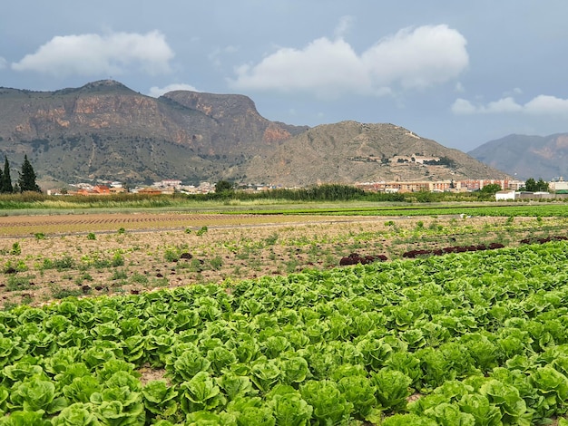 Vega Baja del Segura - Orihuela, su huerta, sierra y entorno.