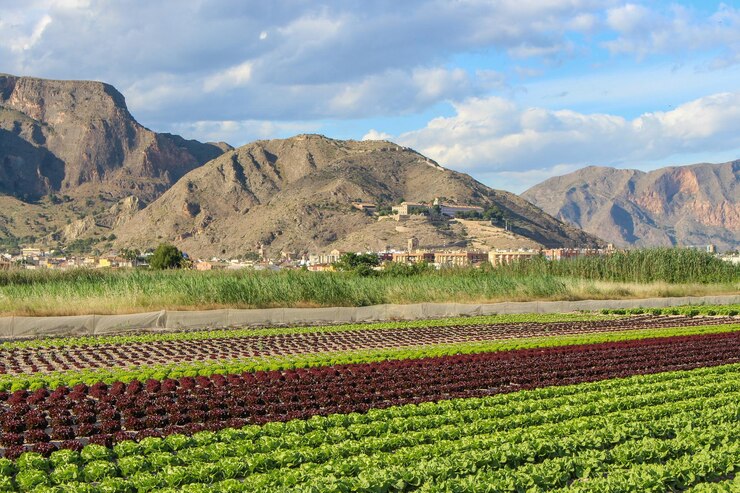 Foto vega baja del segura - orihuela, su huerta, sierra y entorno.