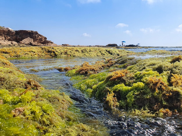 Vega Baja del Segura - Orilla del Mediterraneo . Dettagli