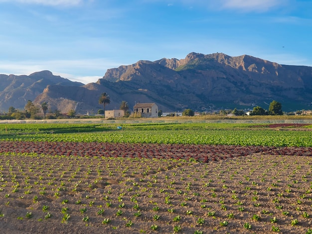 Vega Baja del Segura - Paisajes en la huerta de la comarca Vega Baja