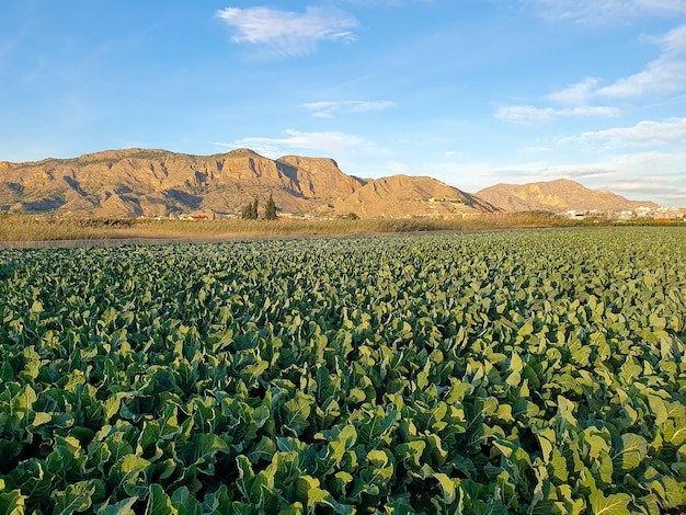 Vega Baja del Segura - Paisajes en la huerta de la comarca Vega Baja