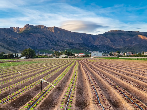 Vega Baja del Segura - Paisajes en la huerta de la comarca Vega Baja