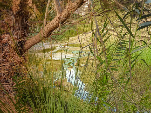 Vega Baja del Segura Pilar de la Horadada Rio Seco