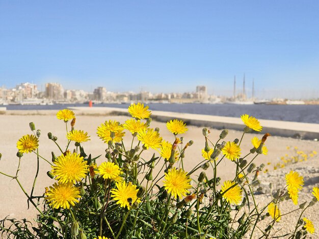 Vega Baja del Segura Torrevieja Playa del Acequion e Dique de Poniente o Muelle de la Sal