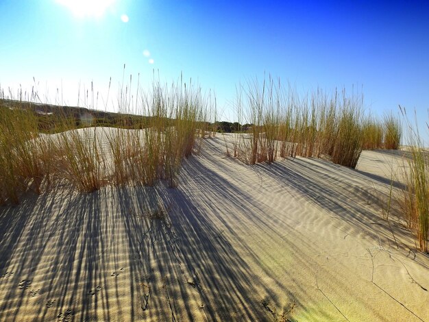 Vegetacin sobre las dunas moviles del Parque de Donana Andalucia Espana
