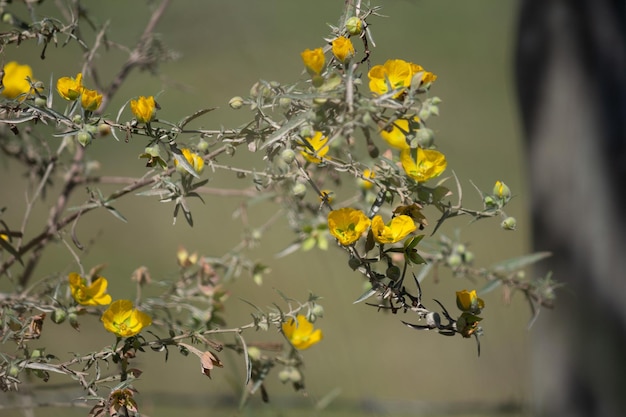 Vegetazione con piccoli fiori gialli sfondo sfocato