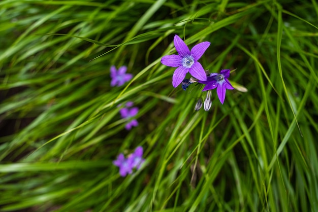 Vegetazione dei prati alpini