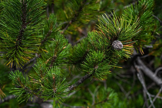 Vegetazione dei prati alpini